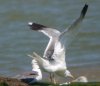 Yellow-legged Gull at River Roach (Steve Arlow) (71398 bytes) Yellow-legged Gull at River Roach (Steve Arlow) (71398 bytes)